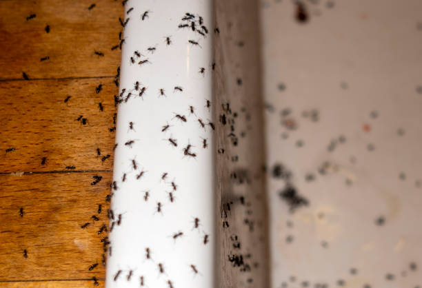 Best Termite Control Services  in De Kal, TX